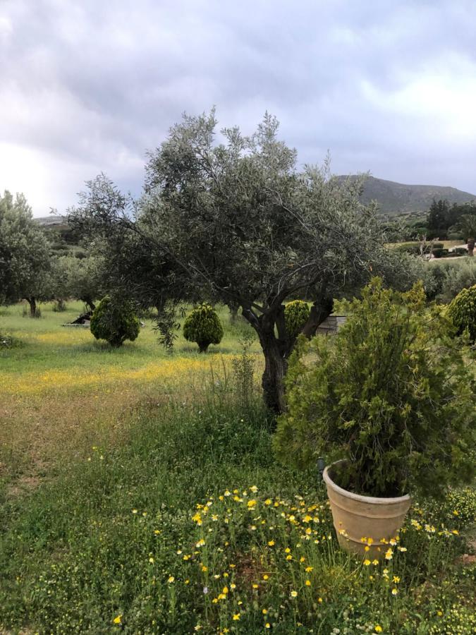 Penzion Olive Grove Anavyssos Exteriér fotografie