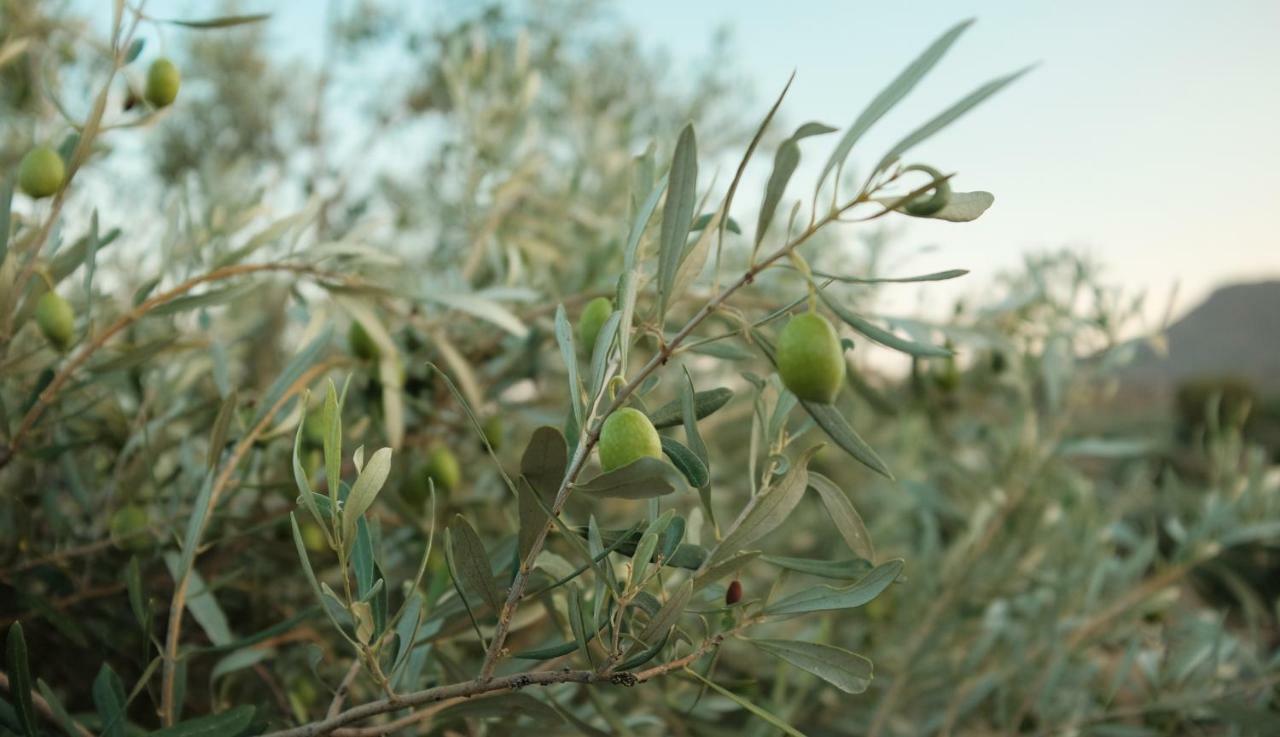 Penzion Olive Grove Anavyssos Exteriér fotografie